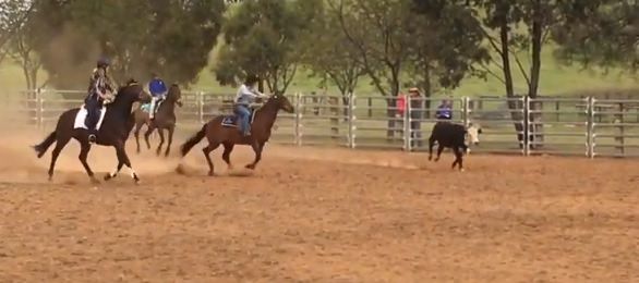 cattle handling phase of working equitation