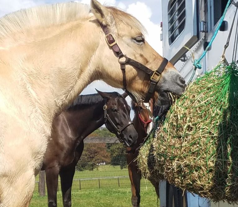 definitely not over-facing the horses at this point