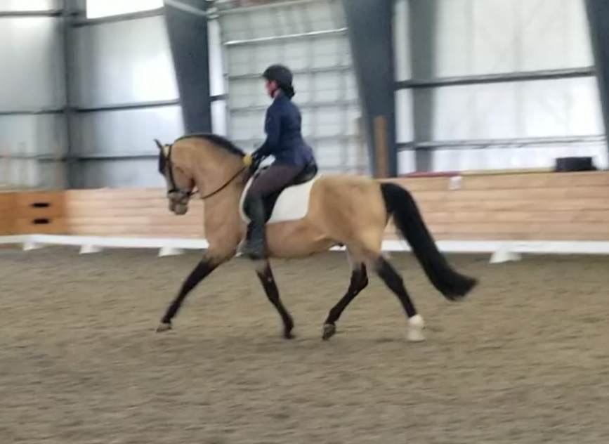 working equitation maryland md DC stallion dressage