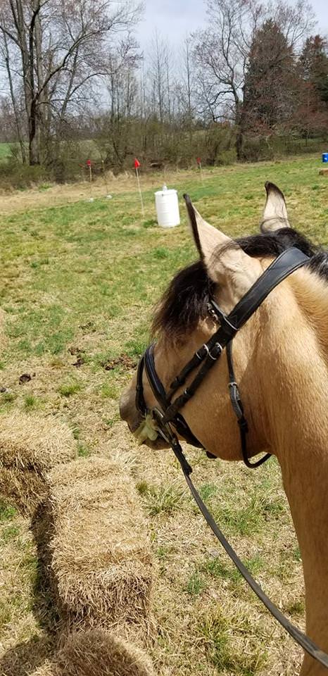 Holly Linz and the stallion Zamingo review the outdoors Ease of Handling course at Keep Stables MD